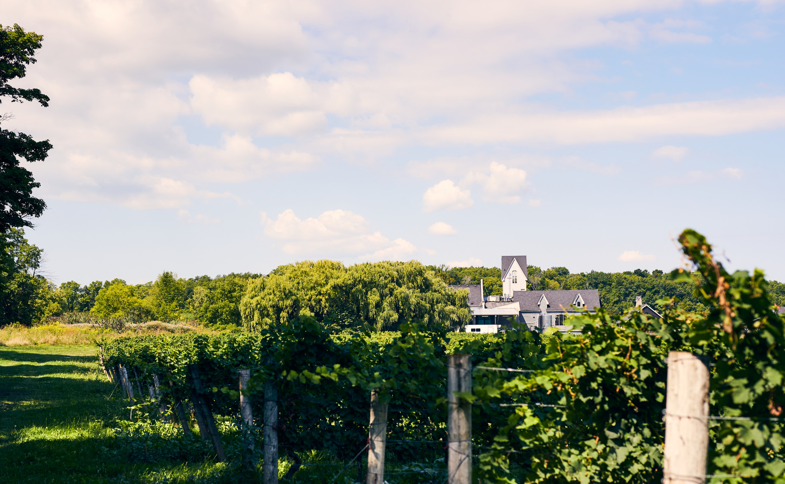 The vineyards of Vineland Estates Winery with the restaurant and tasting building in the distance