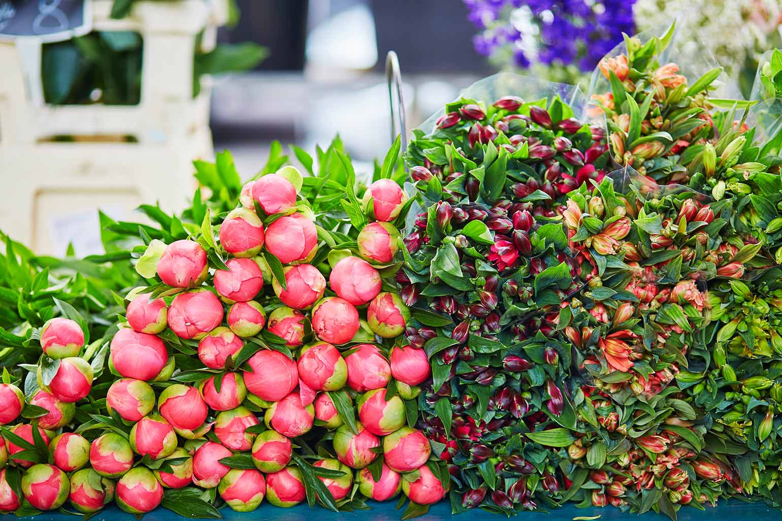 Bunches of fresh peony on flower market in Paris, France