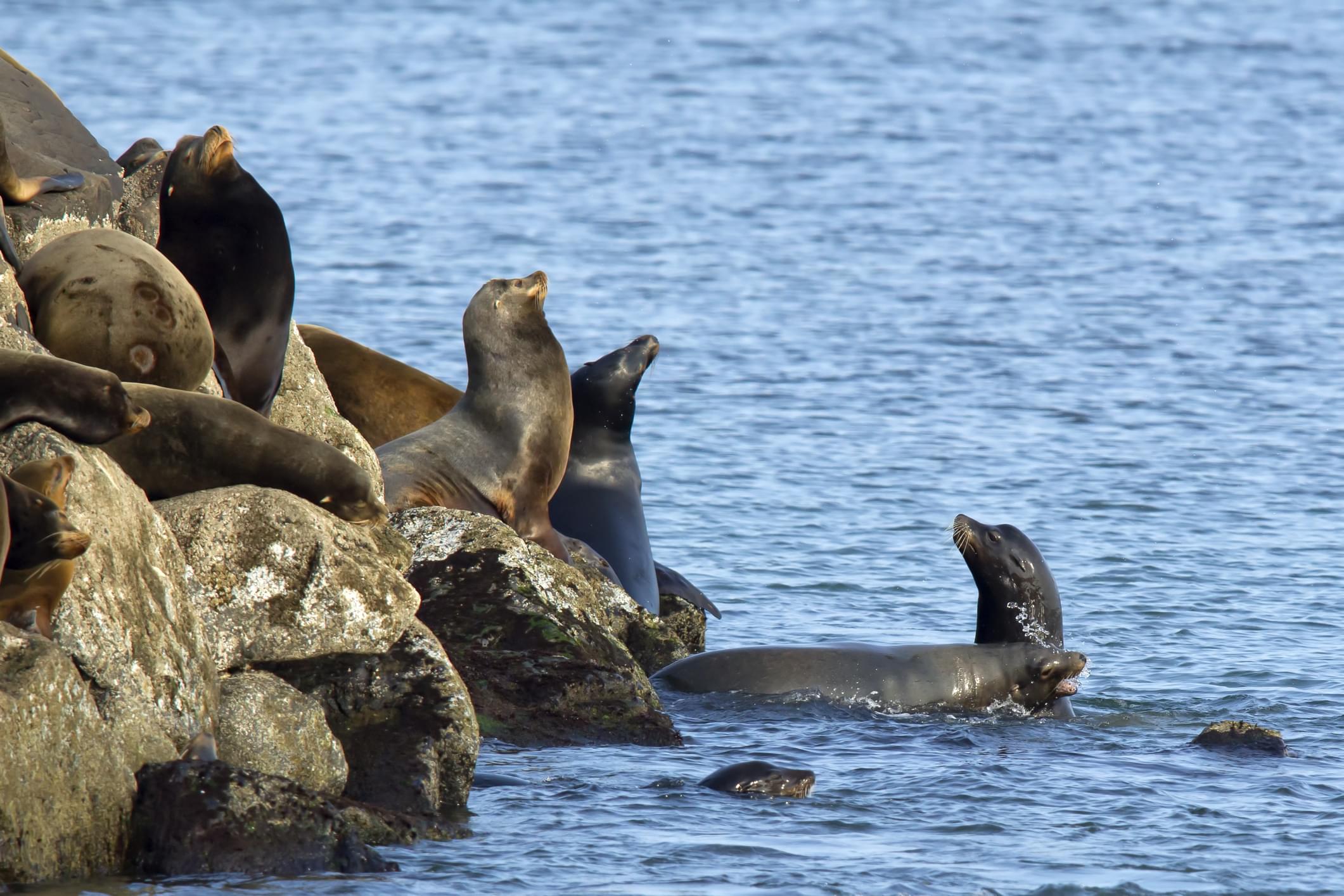 Sea lions sunning themselves on the rock in Florence, Oregon.