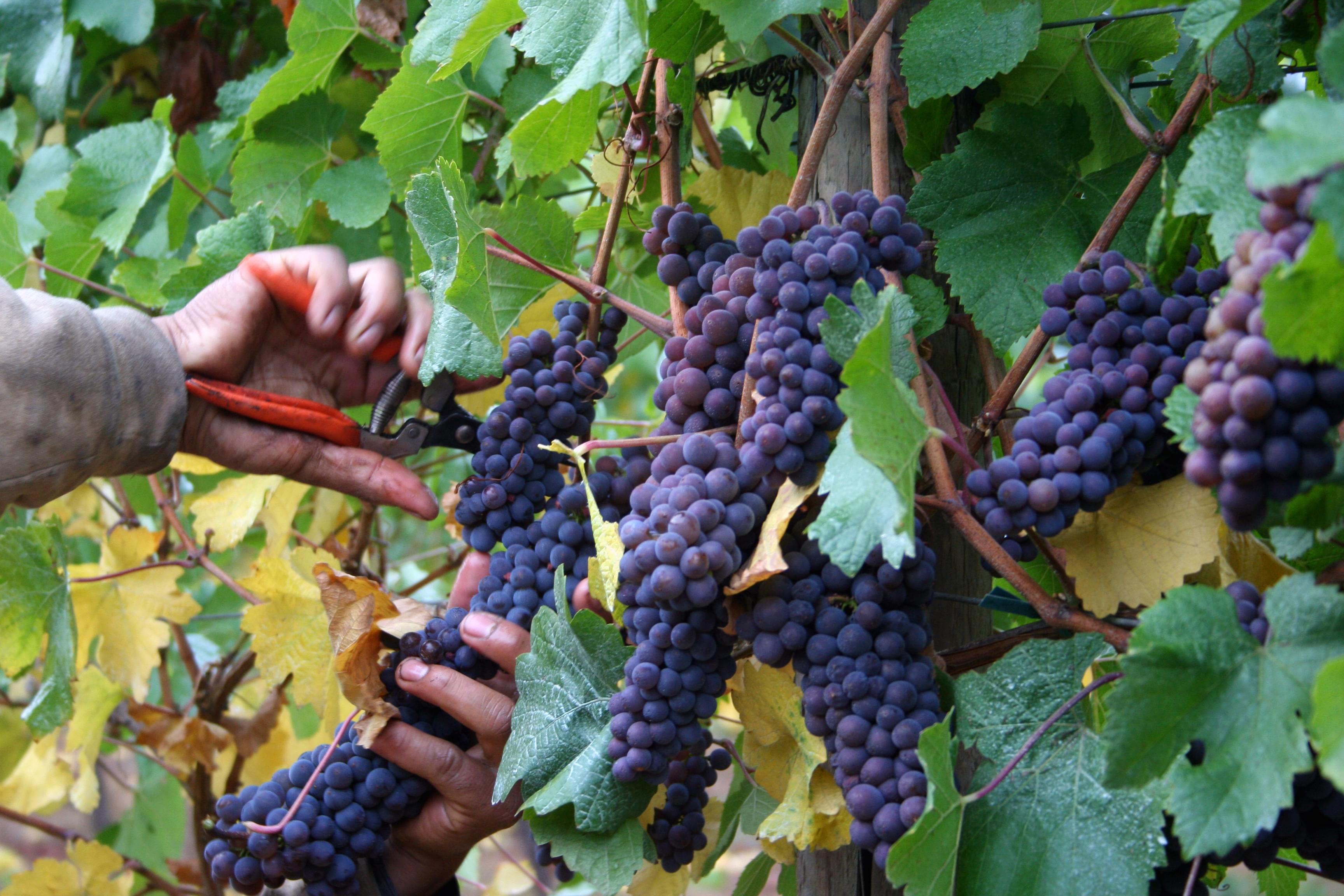 Vintner cutting grapes from a vine on the Willamette Valley wine tour.