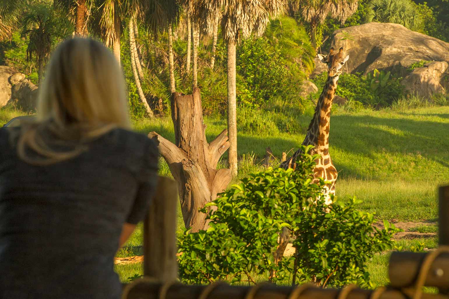 The Tree of Life stands above Disney's Animal Kingdom resort.