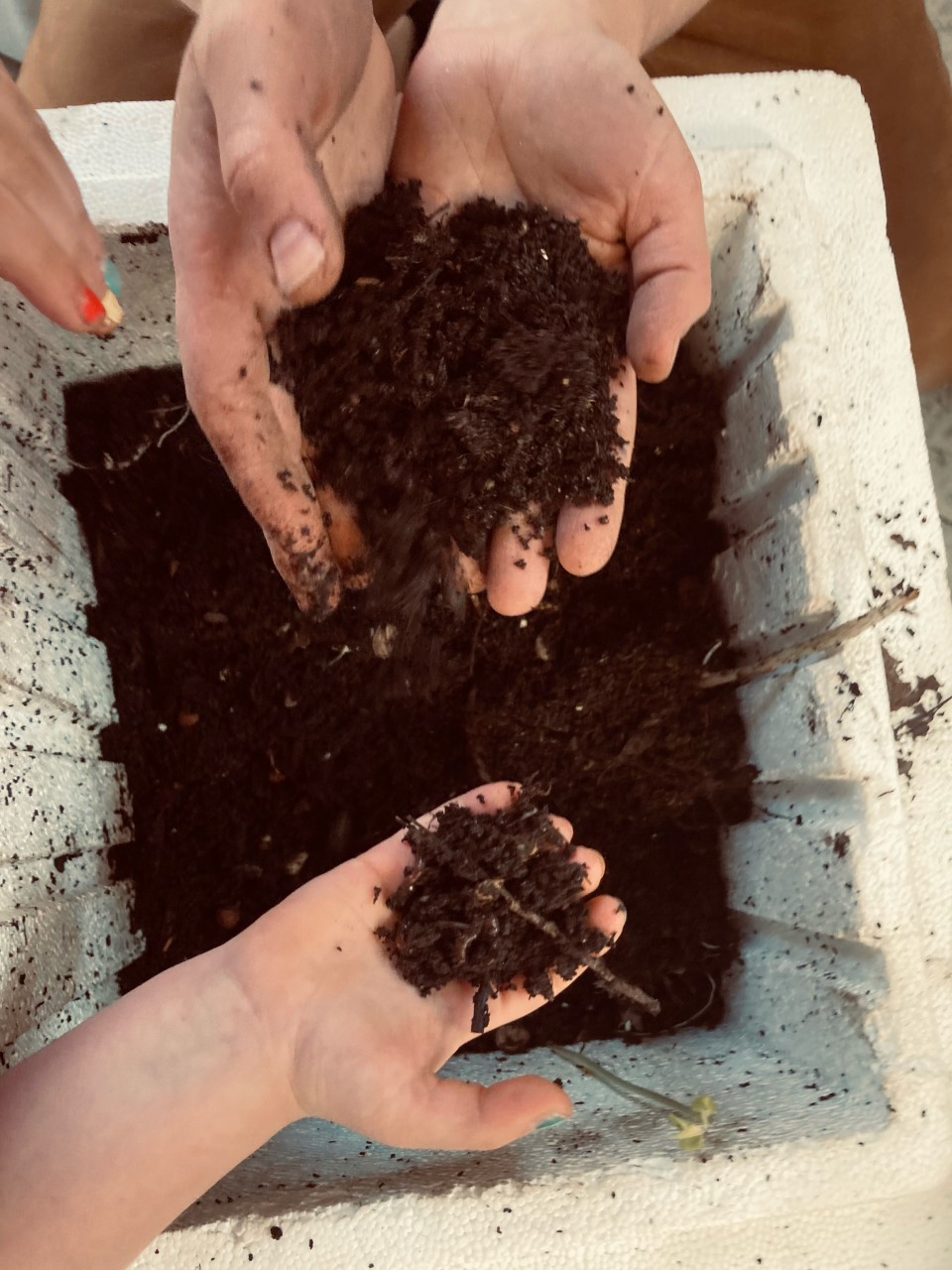 A photo of adult and child hands holding compost created by Better Earth Worms. 