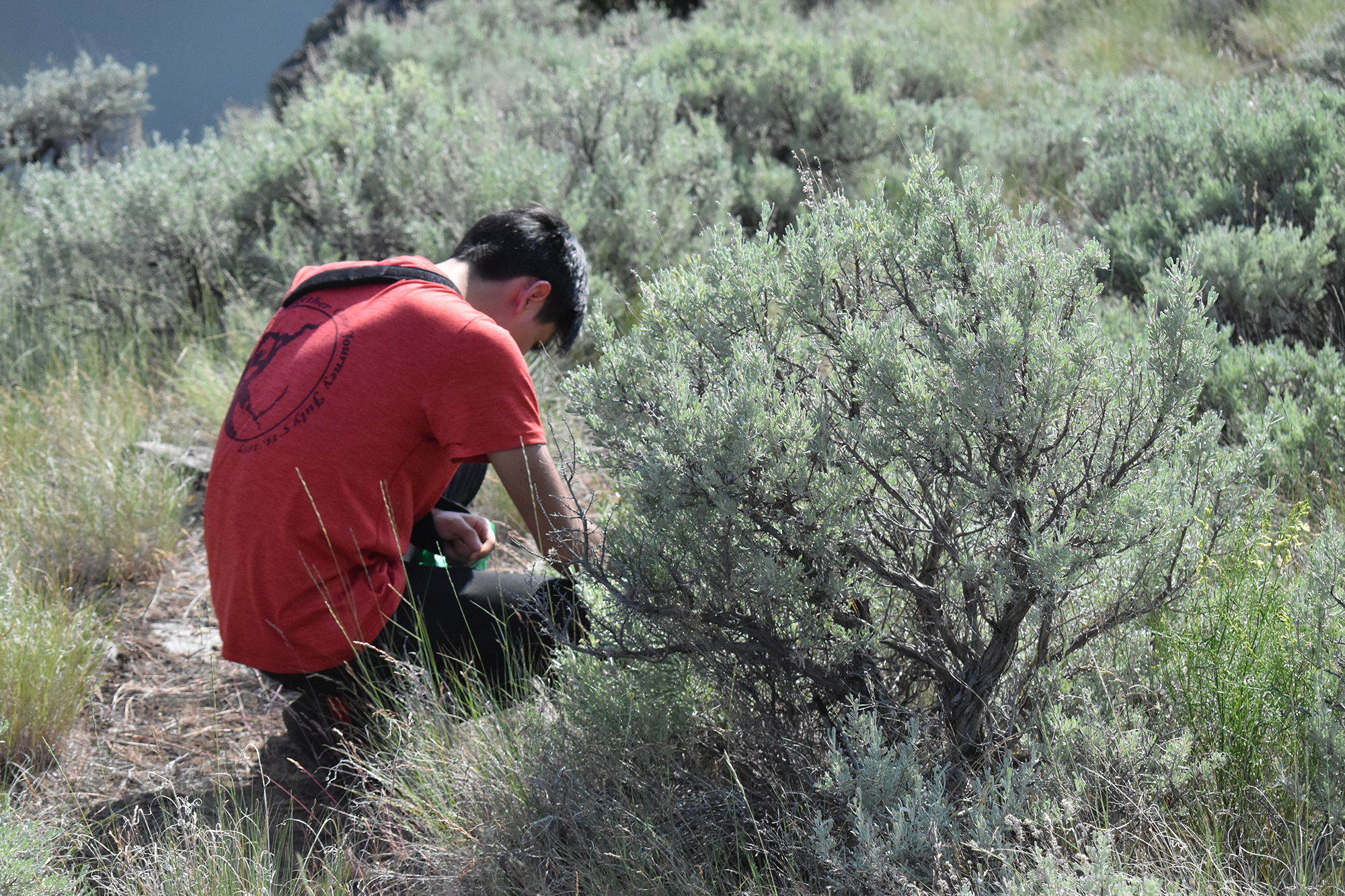 Picking sage