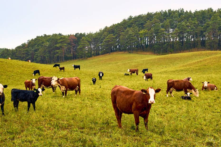 A grassy field in Durham, ON, with several brown and black cows