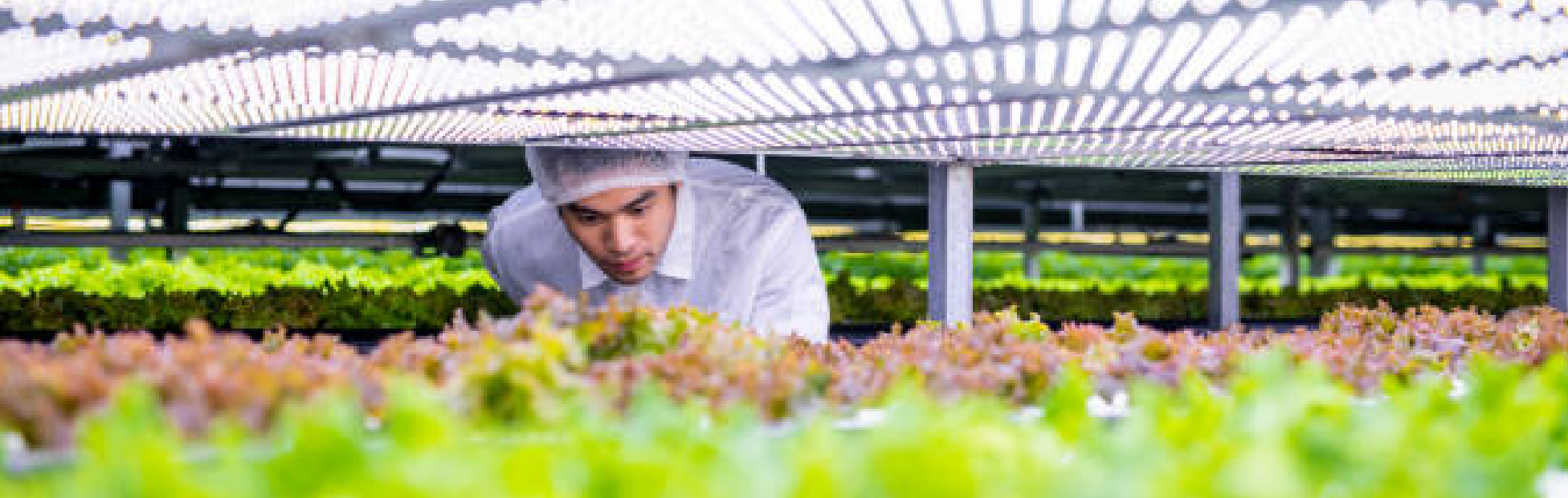 A worker in an AgriFood greenhouse laboratory looking at growing lettuce