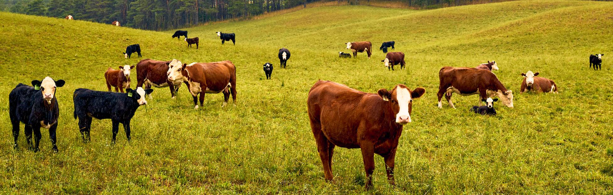A grassy field in Durham, ON, with several brown and black cows