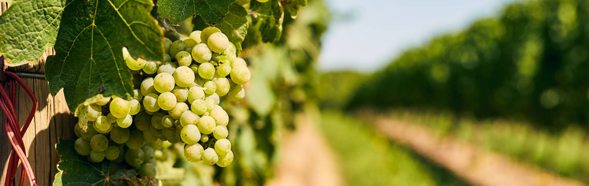Niagara Benchlands Wineries