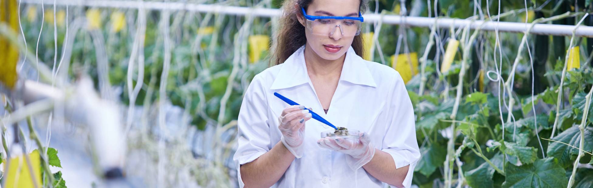An AgriTech researcher inspecting plants in a greenhouse laboratory