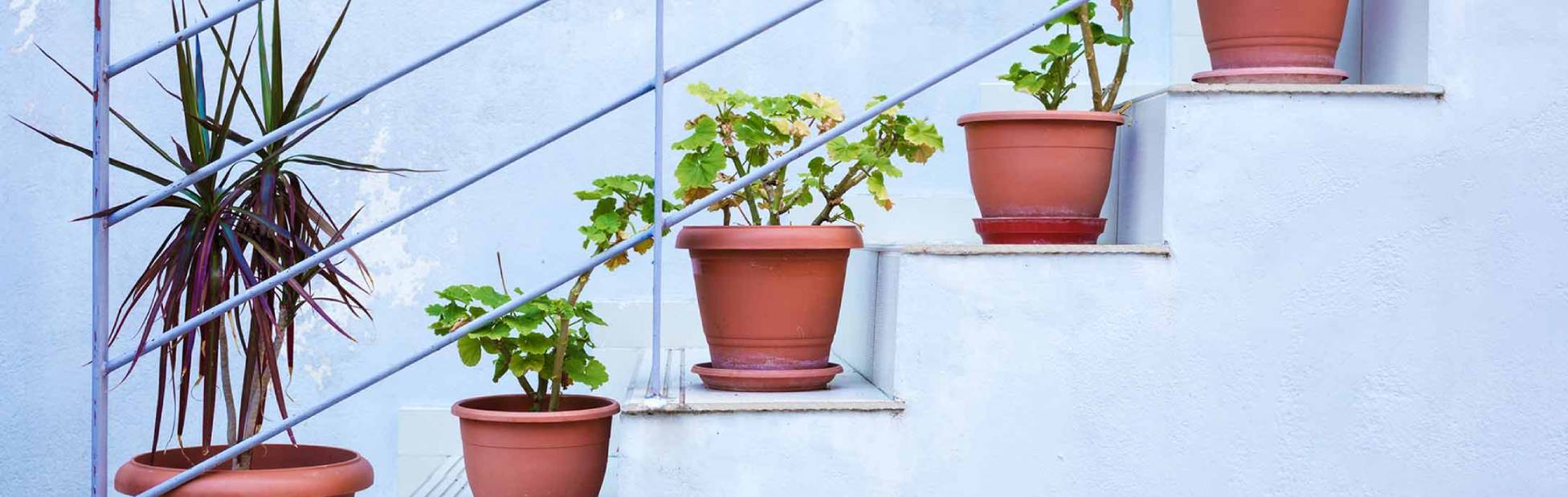 A picture showing 5 pots of plants, one on each step of a staircase.