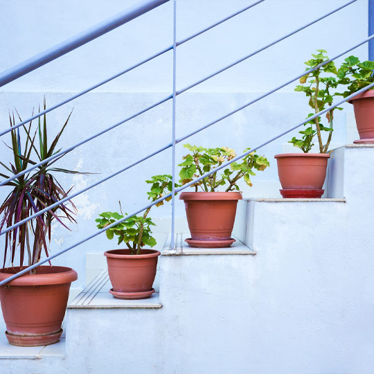 5 pots of plants lined up on the stairs