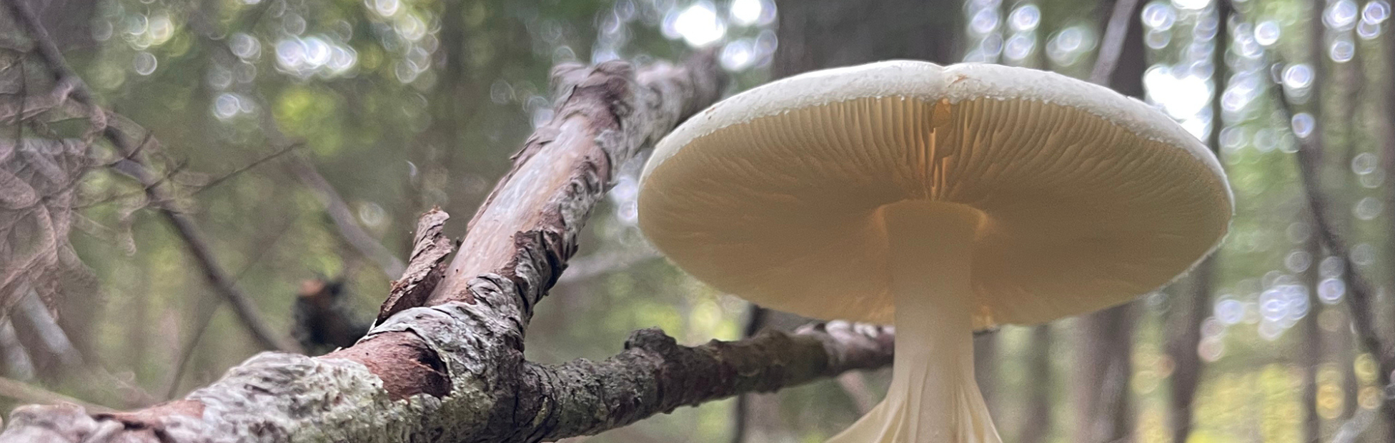 Image of wild mushroom in the woods