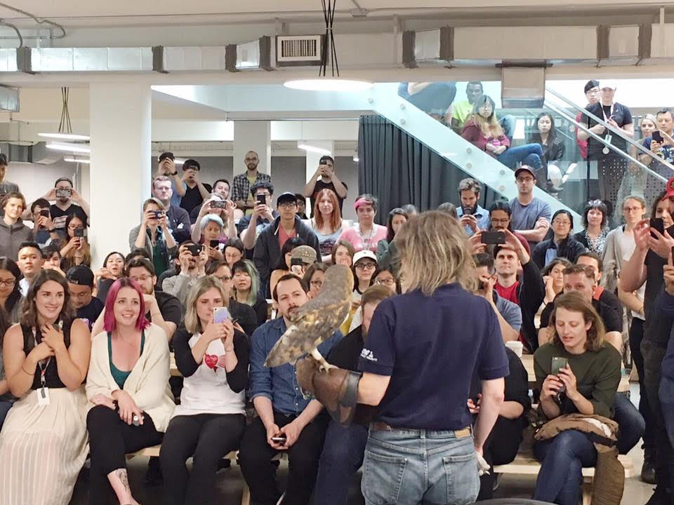 Owl rescuers demonstrate handling techniques for an audience of Atomic Cartoons employees.