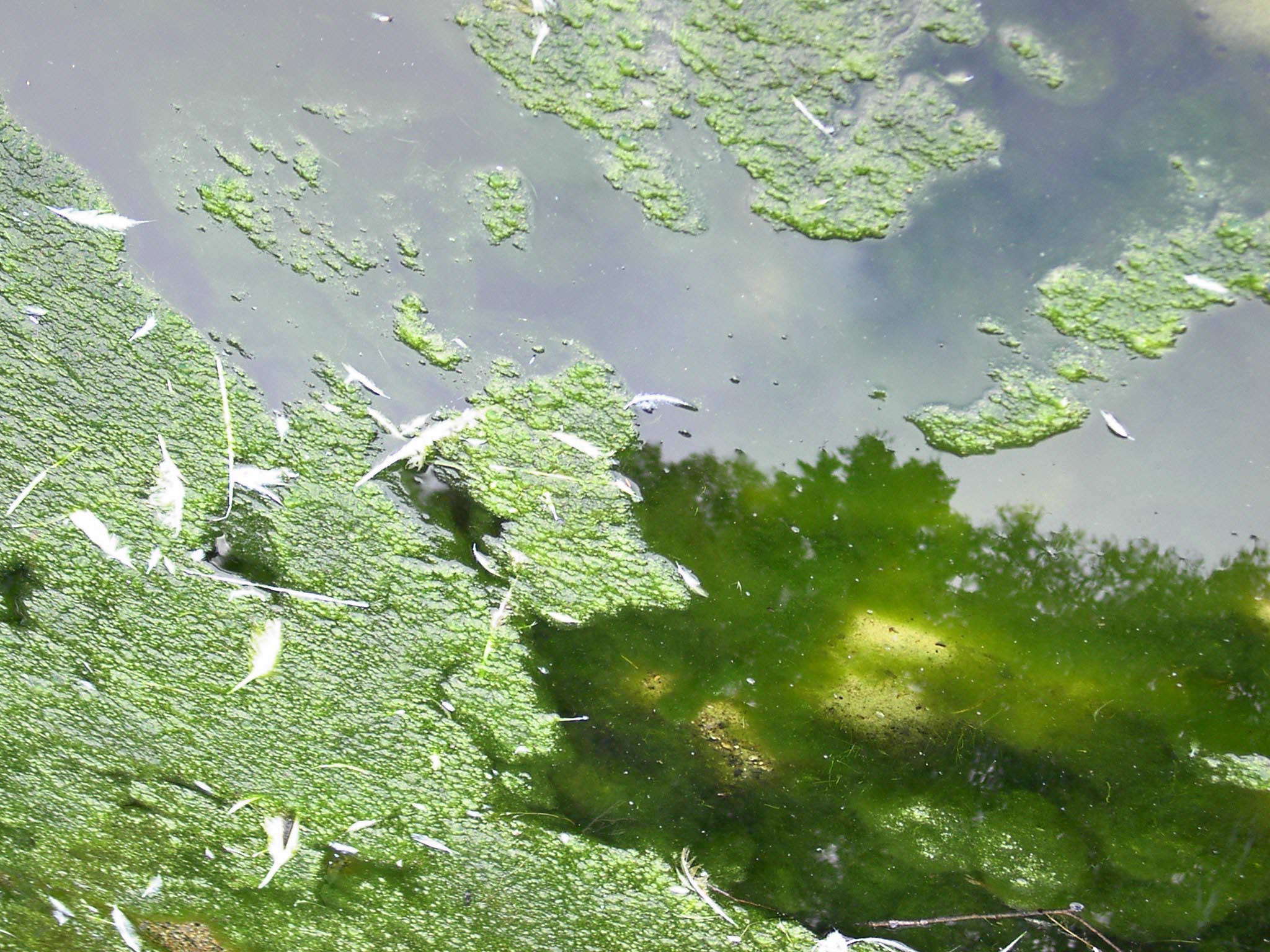 Blue-Green algae blooms at the water's surface and below on Lake Winnipeg.