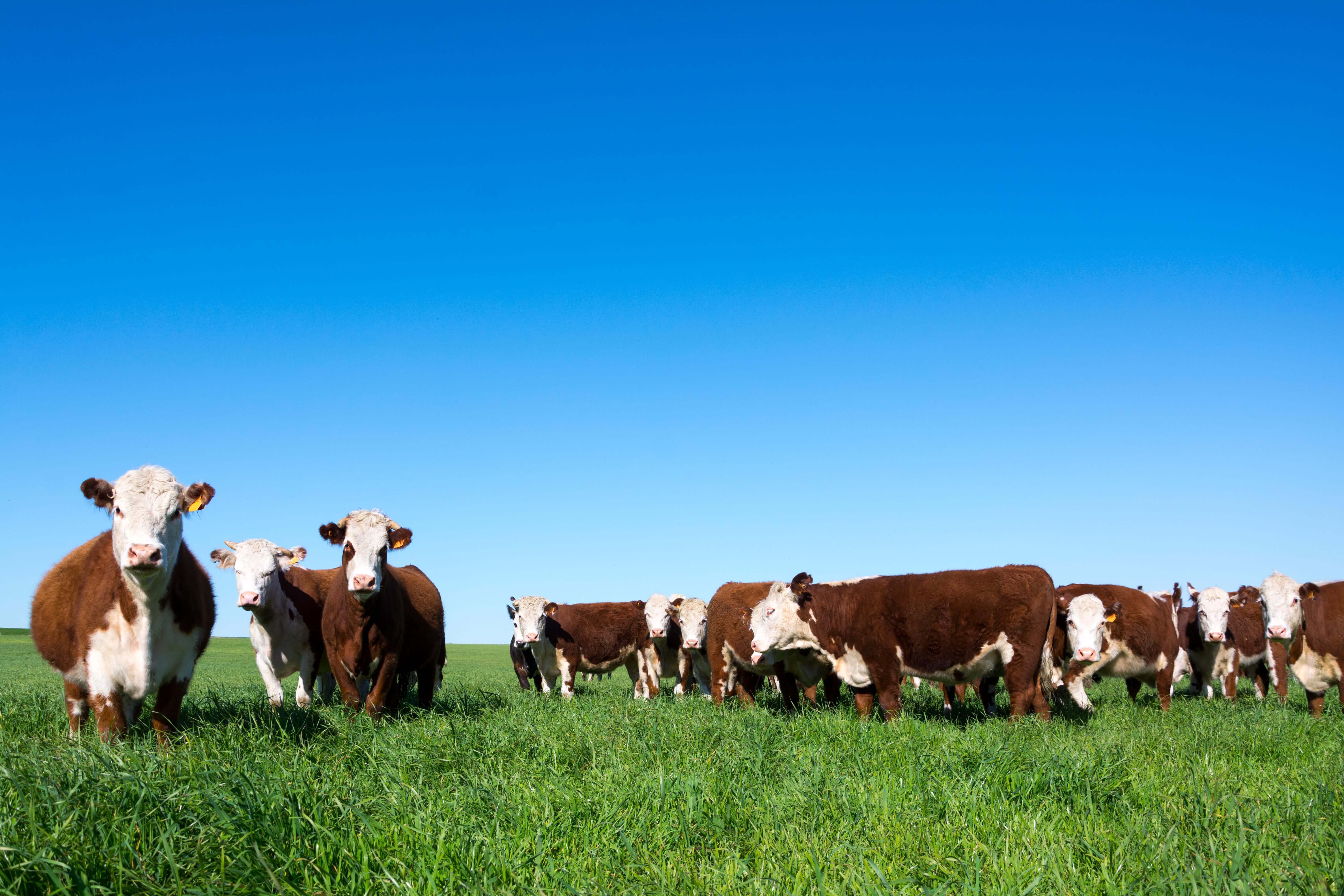 A herd of brown Canadian cattle grazing in a field.