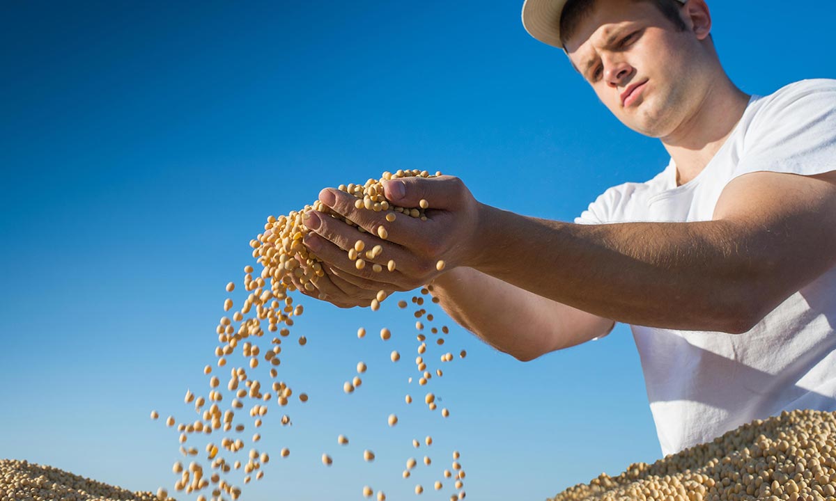 Young Canadian worker holding soy beans after harvest