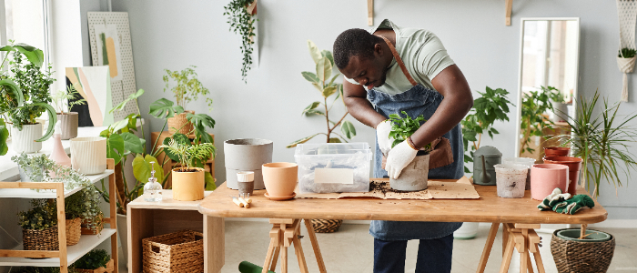 Full length black man as male gardener repotting plants indoors at wooden table